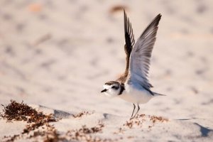 Borrelho-de-coleira-interrompida: a ave do ano de 2019