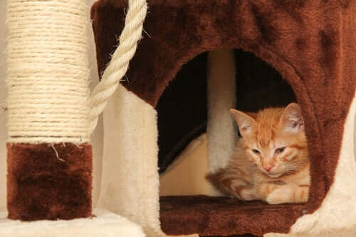 Casa de gato caseira.