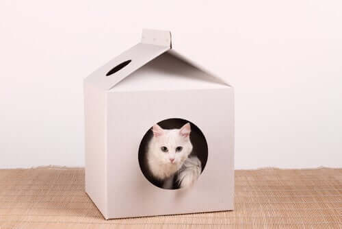 Casa de papelão para gatos.