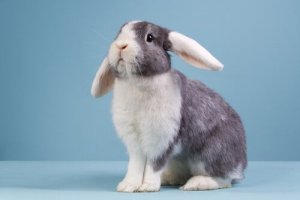 Tudo o que você precisa saber sobre o coelho belier