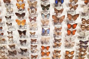 O museu entomológico CURLA: onde as borboletas são as estrelas