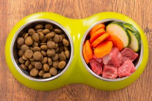 Comida caseira ou comercial para cães?