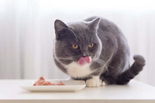 Gato comendo ração úmida