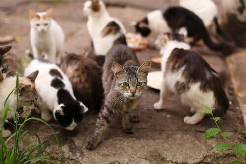 Gatos de rua abandonados