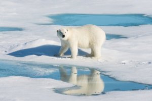 A contaminação secreta dos ursos polares