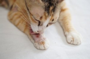 Crostas em gatos: sintomas e tratamentos
