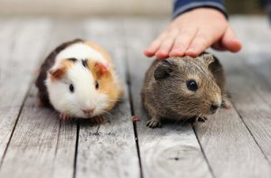 Crescimento excessivo dos pré-molares em um porquinho-da-índia