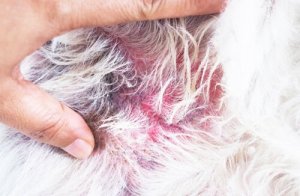 Dermatite atópica em cães