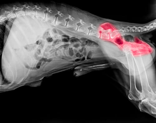 Tudo o que você precisa saber sobre a displasia de quadril em cães