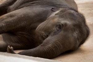 5 doenças bacterianas dos elefantes