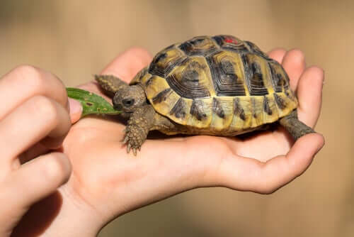Os 3 problemas de saúde mais comuns em tartarugas domésticas