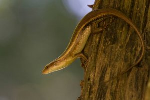 O que são os escíncidos: serpentes ou lagartos?