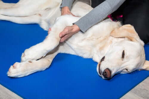 Fisioterapia: medicina alternativa para animais de estimação geriátricos