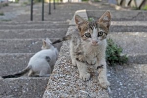 Posso receber uma multa por alimentar gatos de rua?