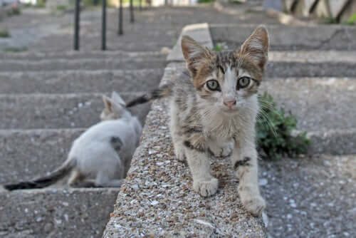 Posso receber uma multa por alimentar gatos de rua?