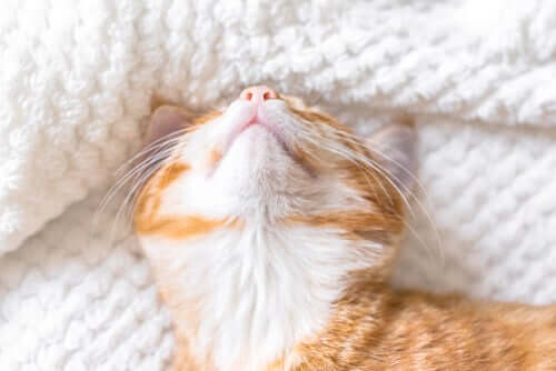 Quanto tempo os gatos precisam dormir?