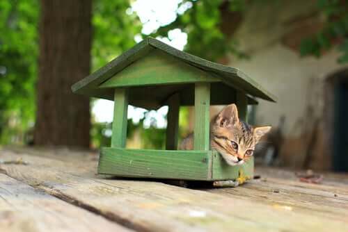 4 dicas para construir uma casa para gatos