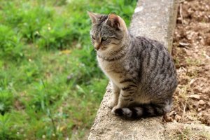 Como manter os gatos seguros ao ar livre