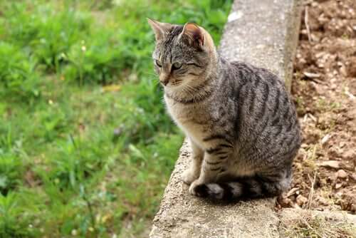 Como manter os gatos seguros ao ar livre