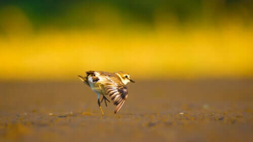 Borrelho-de-coleira-interrompida: habitat.