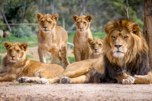 Hierarquia e submissão no sistema social dos animais