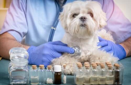 Médico examinando cachorro pequeno