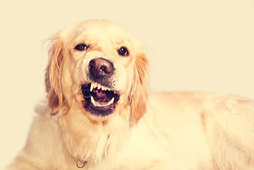 Tratamento de incômodos dentários no cão
