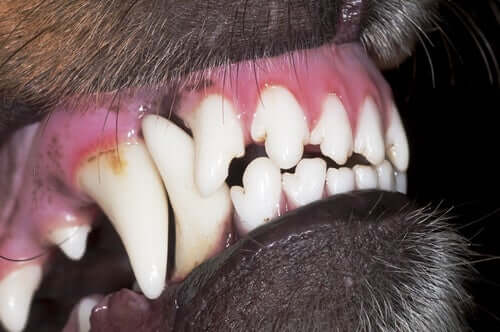 Tratamento de incômodos dentários no cão