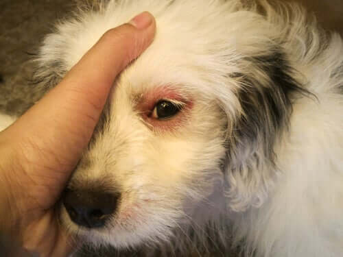 Infecções oculares em cães adultos: diferentes tratamentos