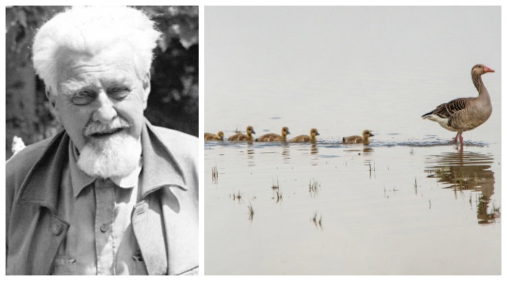 Konrad Lorenz e os padrões de comportamento animal
