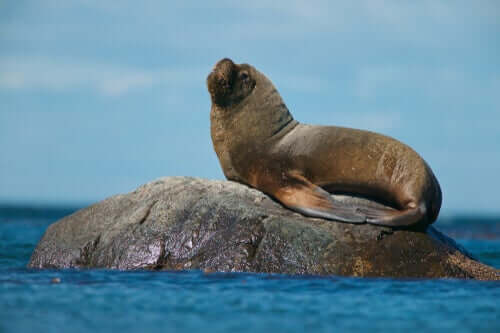Habitat do lobo-marinho