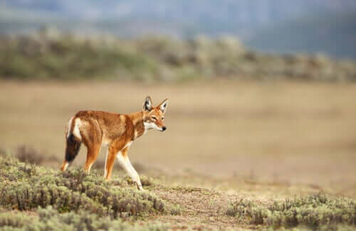 Habitat e conservação do lobo-etíope