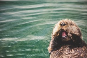 A arqueologia por trás das lontras-marinhas