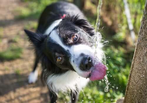 A importância e os benefícios da água para os cães