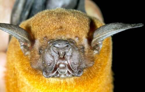 Morcego-pescador: reprodução.