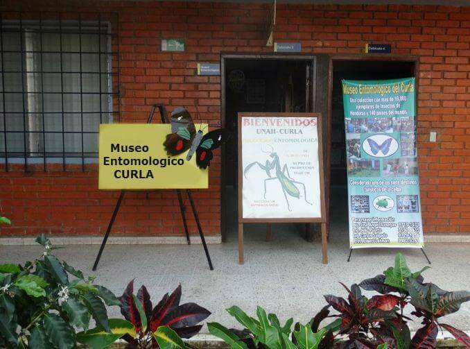 O museu entomológico CURLA
