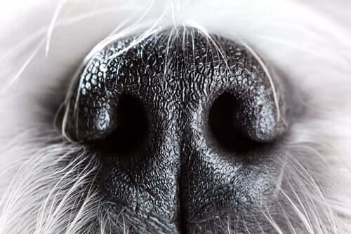 Cachorro: olfato altamente desenvolvido