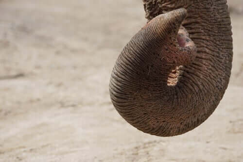 Elefante: olfato altamente desenvolvido 