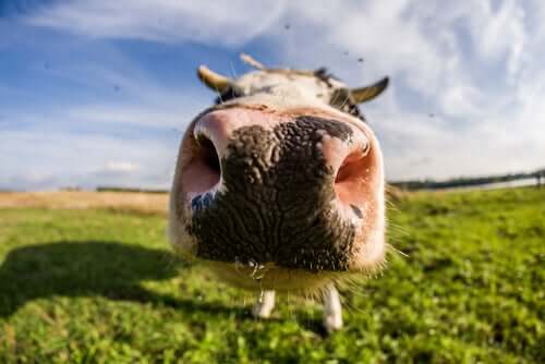 Vaca: olfato altamente desenvolvido 