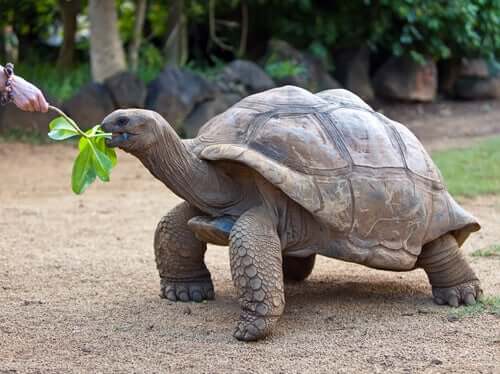 A tartaruga gigante das Ilhas Galápagos