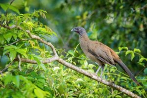 Ortalis ruficauda, uma ave dos trópicos