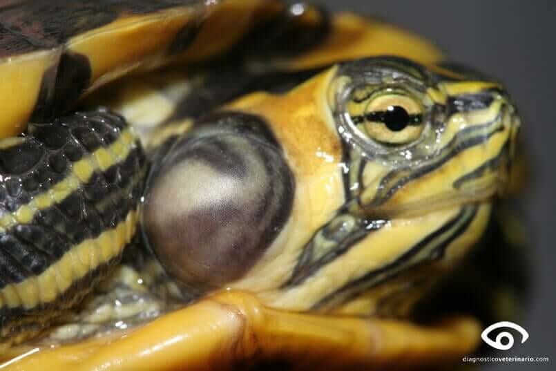 problemas de saúde mais comuns em tartarugas domésticas