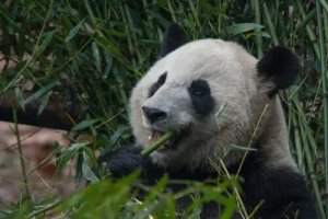 A dieta do urso-panda: muito além do bambu