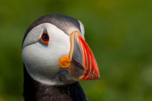 Papagaio-do-mar: características
