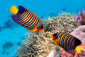 5 curiosidades sobre os peixes coloridos