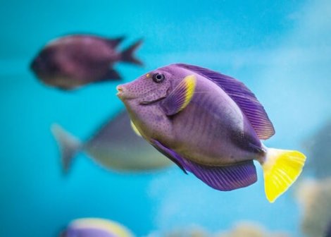 5 curiosidades sobre os peixes coloridos - Meus Animais