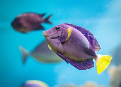 curiosidades sobre os peixes coloridos 