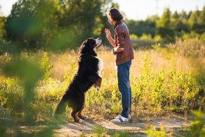 Objetivos do treinamento para os cães