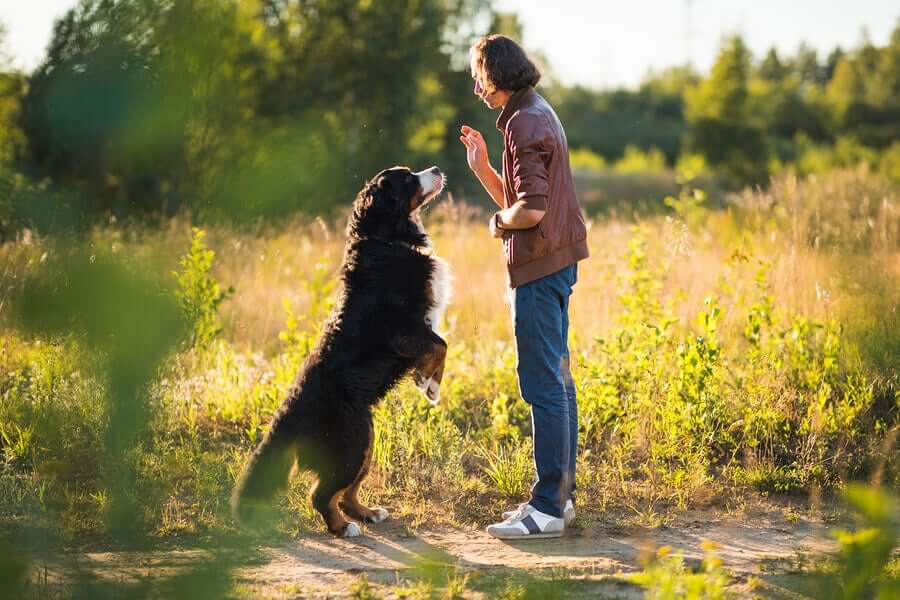 Objetivos do treinamento para os cães