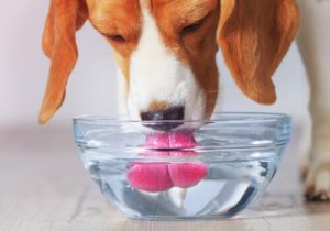 Por que os cães bebem muita água?